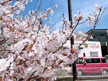 2022年4月6日(水)花見